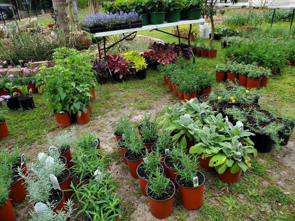 The Wood County Arboretum’s spring plant sale is April 16 from 8 a.m. to 2 p.m. in the gardens surrounding the his- toric 1869 Stinson House, 175 Governor Hogg Pkwy. Members can shop from 4-6 p.m. April 15. Memberships start at $25 and can be purchased online or at the gate.